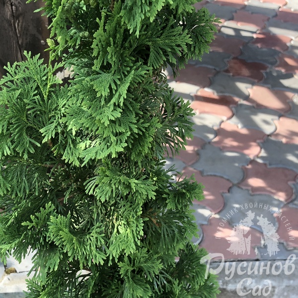 Туя западная Дегрутс Спайр
