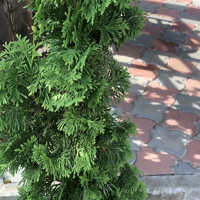 Туя западная Дегрутс Спайр