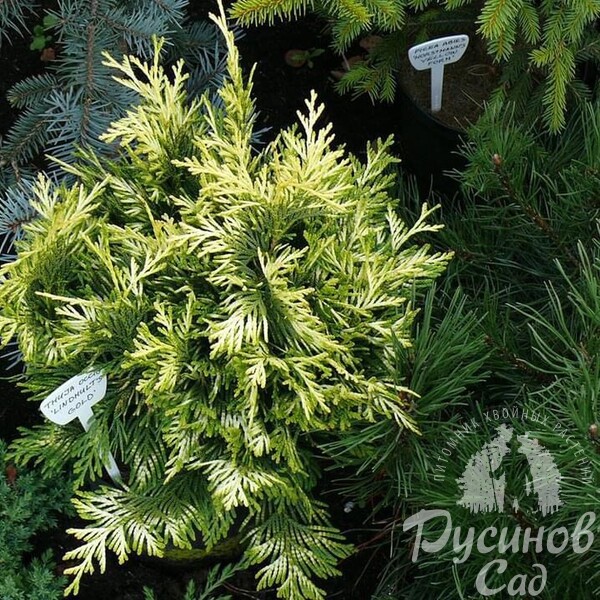 Туя западная Линдхалтс Голд