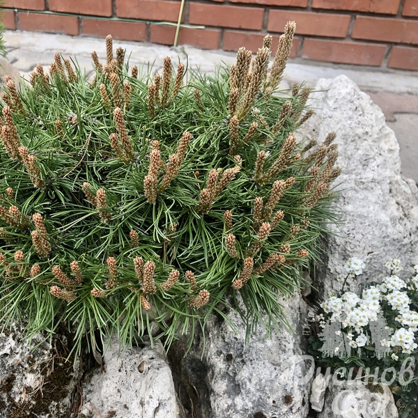 Сосна крючковатая (горная) Парадекиссен