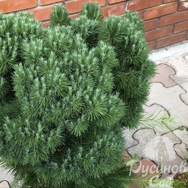 Лиственница сибирская Маша