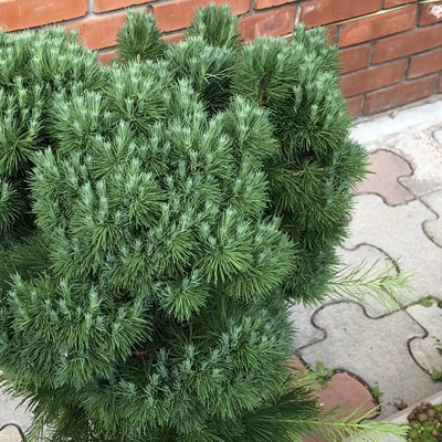Лиственница сибирская Маша
