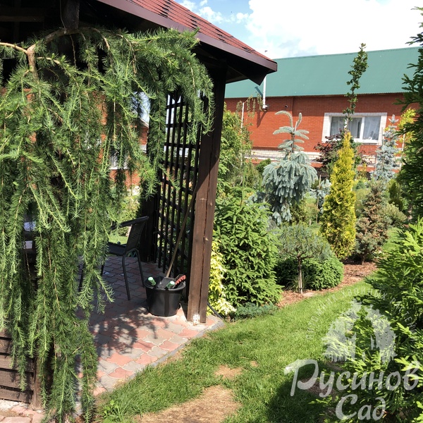 Лиственница европейская Репенс