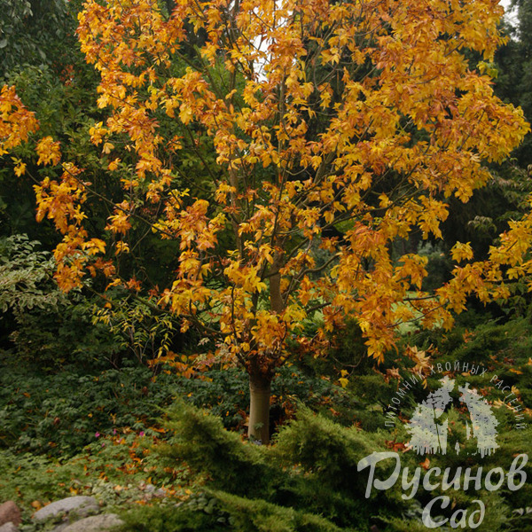 Ясень пенсильванский Криспа