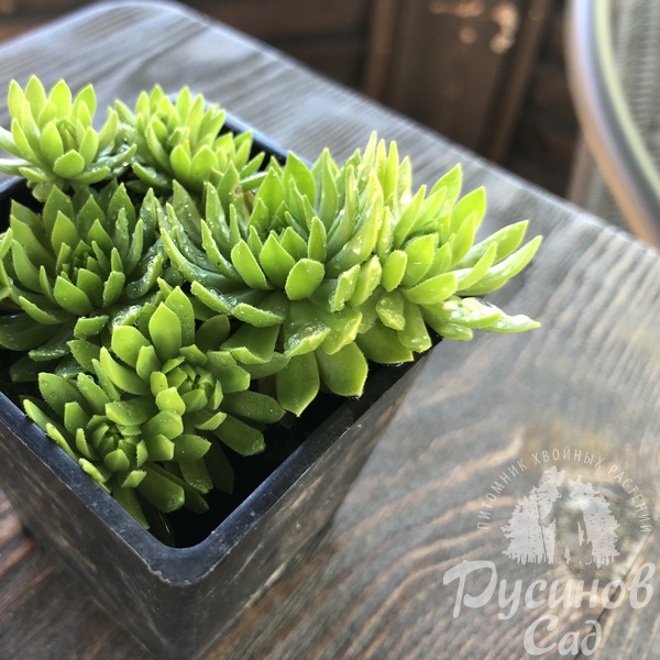 Молодило горное s.carpaticum Cmirals Yellow, контейнер Р7