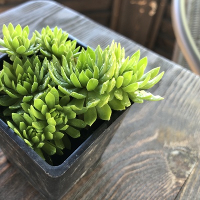 Молодило горное s.carpaticum Cmirals Yellow, контейнер Р7